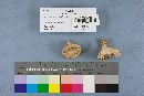 Lactarius piperatus image