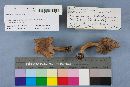 Lactarius volemus image