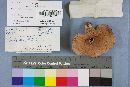 Lactarius volemus image