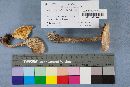 Lepiota clypeolaria image
