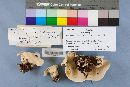 Loweomyces fractipes image