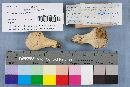 Lycoperdon umbrinum image