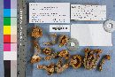 Lyophyllum decastes image