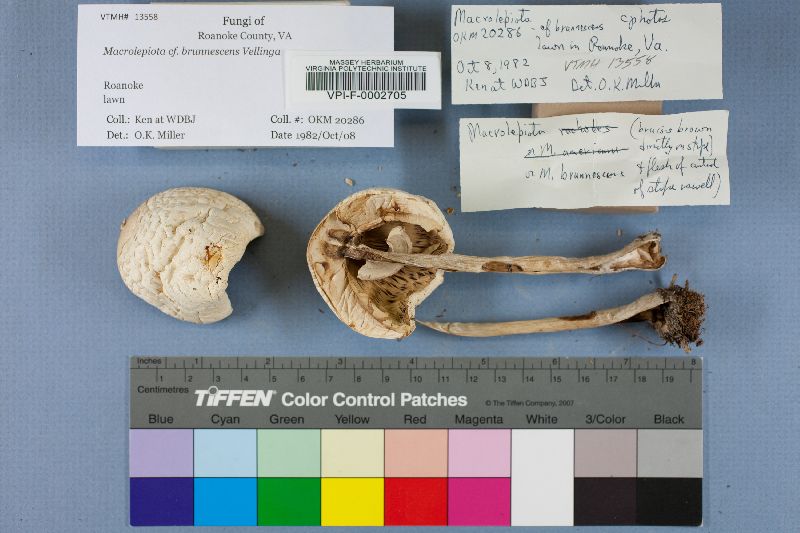 Macrolepiota brunnescens image