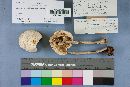 Image of Macrolepiota brunnescens