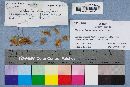 Hemimycena candida image