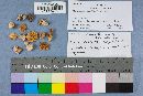 Hemimycena candida image