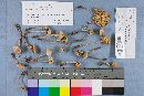 Marasmius oreades image