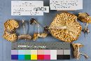 Megacollybia platyphylla image