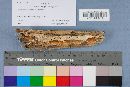 Merulius tremellosus image