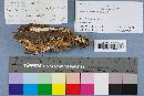Merulius tremellosus image