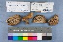 Multifurca ochricompacta image