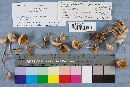 Mycena galericulata image