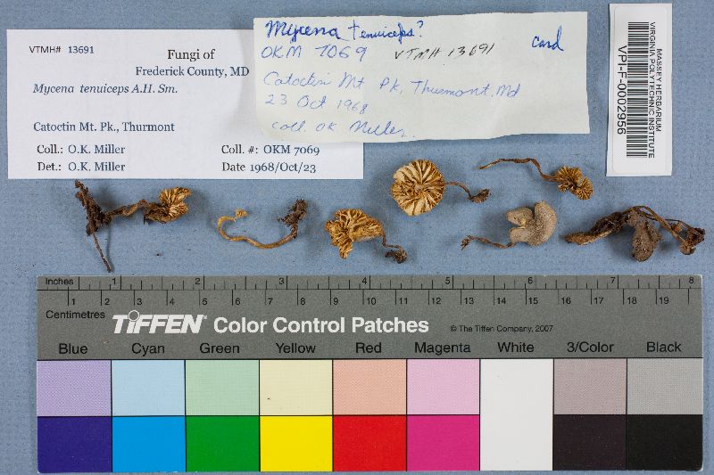 Mycena tenuiceps image