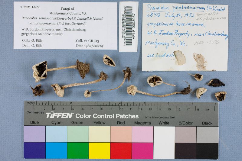 Panaeolus phalaenarum var. phalaenarum image