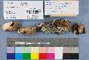 Panus conchatus image