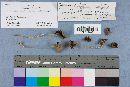 Parasola auricoma image