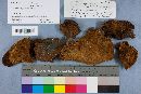 Phellinus chrysoloma image