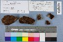 Phellinus gilvus image