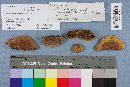Phellinus gilvus image