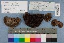 Hexagonia hydnoides image