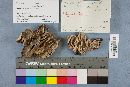 Gloeoporus dichrous image