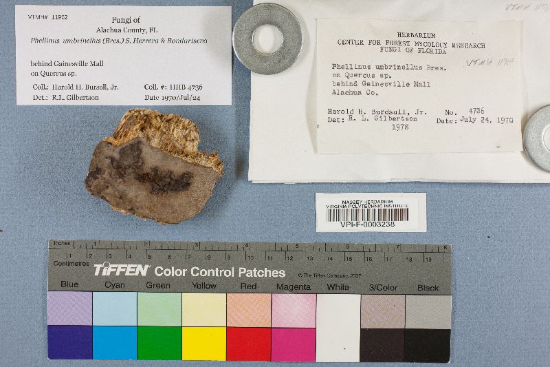 Phellinus umbrinellus image
