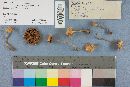 Pholiota vermiflua image