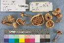 Pholiota squarrosoides image