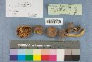 Phylloporus rhodoxanthus image