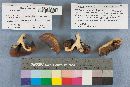 Polyporus picipes image