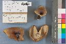 Polyporus varius image