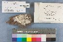 Tyromyces immitis image