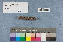 Postia caesia image