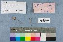 Psilocybe coprophila image