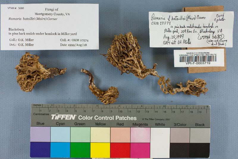 Ramaria bataillei image