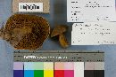 Pulveroboletus auriflammeus image