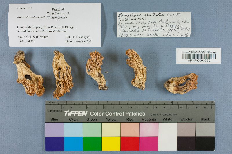 Ramaria subbotrytis image
