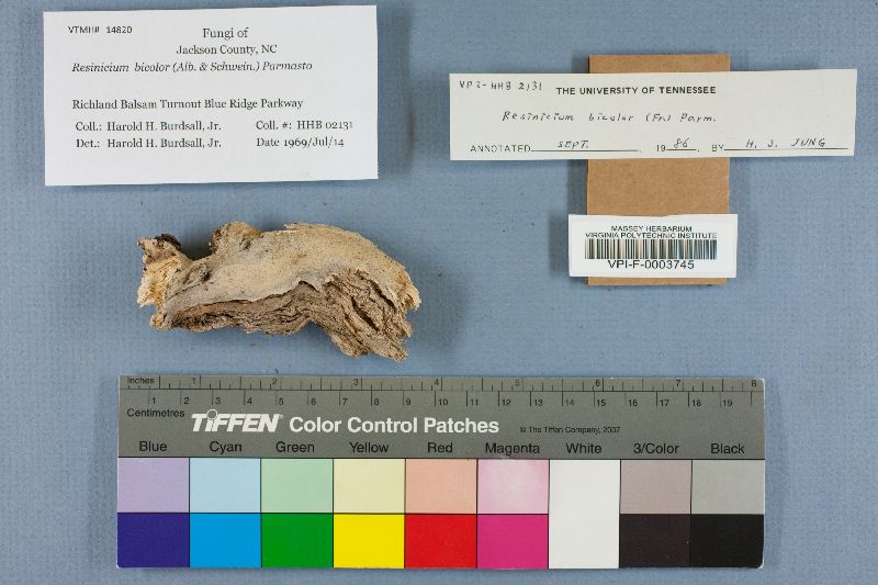 Resinicium bicolor image