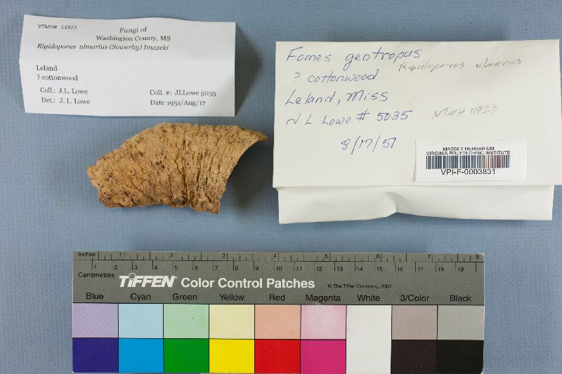 Rigidoporus ulmarius image