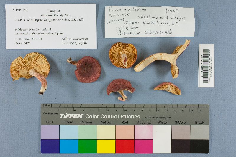 Russula aciculocystis image