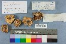 Russula albidula image