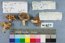 Russula aeruginea image