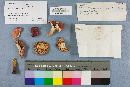 Russula sanguinaria image