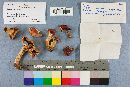 Russula sanguinaria image