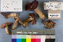 Russula xerampelina image
