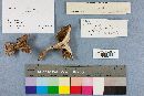 Sarcodon imbricatus image