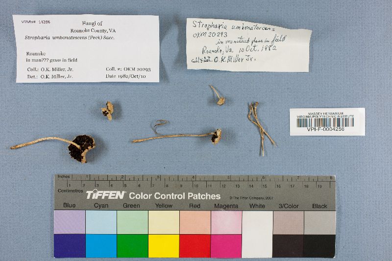 Stropharia umbonatescens image