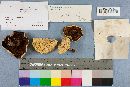 Suillus americanus image