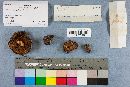 Suillus brevipes image